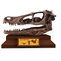 Albi Science – Lovci lebek Velociraptor
