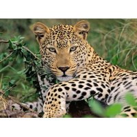 Puzzle 100XXL – Leopard