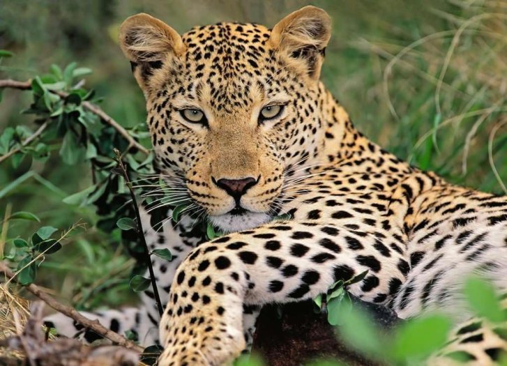 Puzzle 100XXL – Leopard