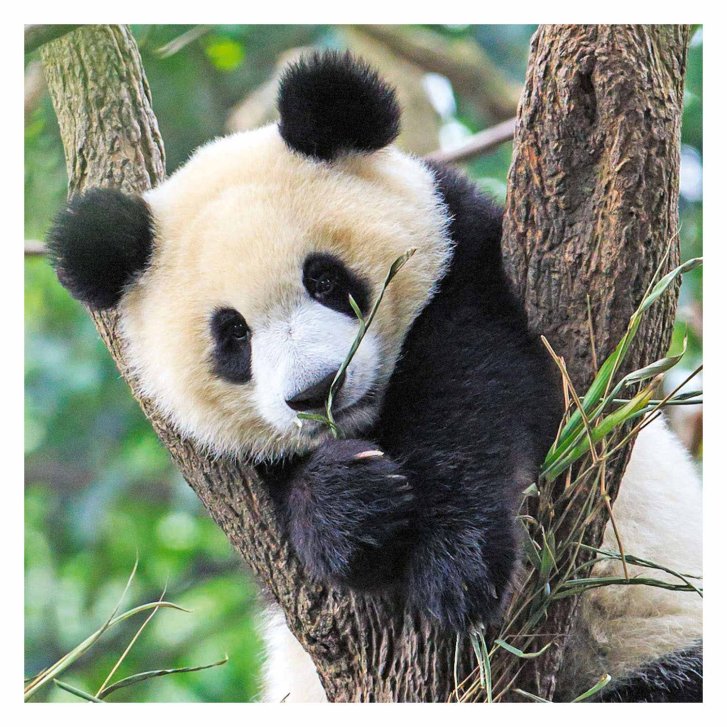 Puzzle 3x49 - Panda, tygr a lev