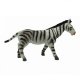 Divoká zvířata Zebra